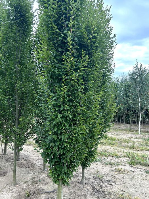 Grab pospolity Fastigiata, kolumnowy