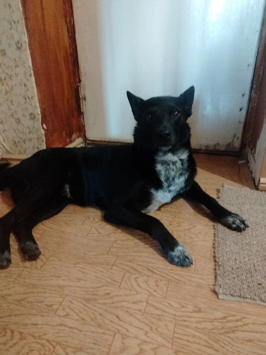 В хороши руки віддам пса