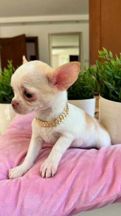 Chłopczyk Chihuahua Cream&Biel Miniaturka z Rodowodem Chipem Justin