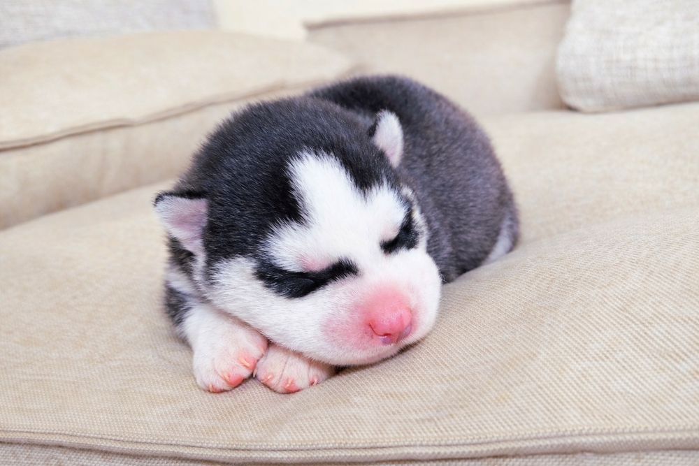 Szczeniak Siberian Husky rodowód ZKwP FCI Champion Puppy Pedigree