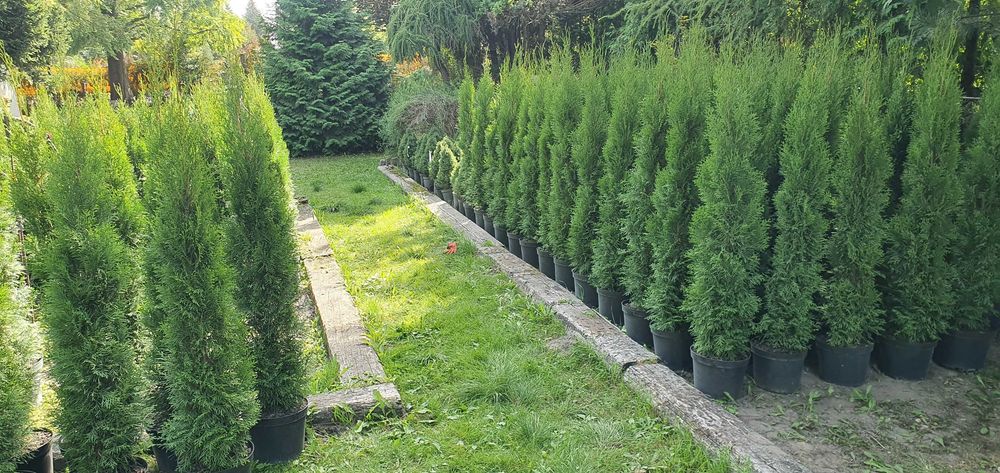 Szmaragd w donicach. Duży żywotnik zachodni na żywopłot. Nasadzenia.