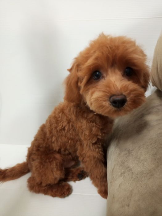 5-и міс.малюк МальтіпуF2