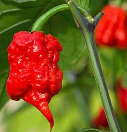 SO PARA OS BRAVOS - Molho Picante