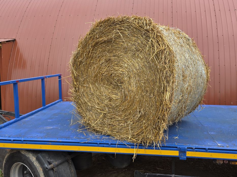 Słoma sucha owsiana duże bele 125x135 po lely welger pasowej