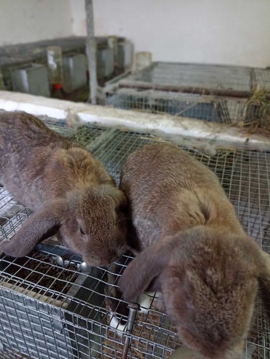 Króliki w różnym wieku