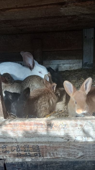 Króliki młode mieszańce