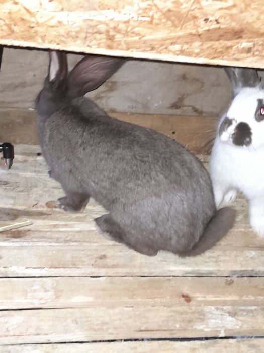 Продам кролі німецький строкач