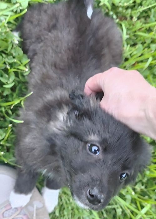 Цуценята  -  дівчинка, метис, оброблена від паразитів, вакцинована