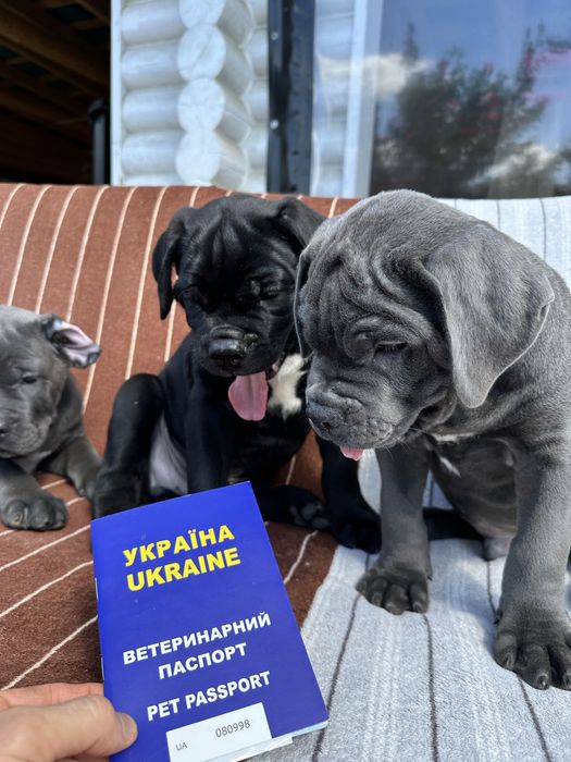 Голубой щенок Джонсон Кане-Корсо