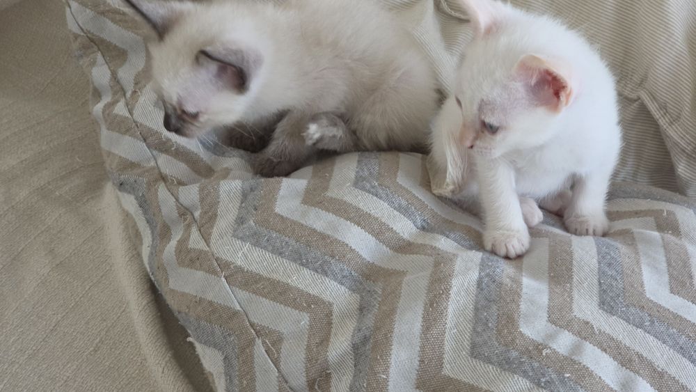 Gatinhos para dar