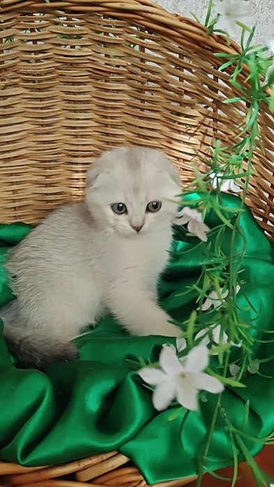 Чистокровні  кошенятазолотої і сріблястої шиншили
