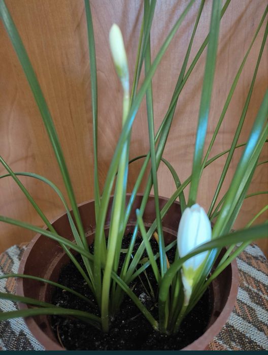 кімнатний крокус зефірантес білий