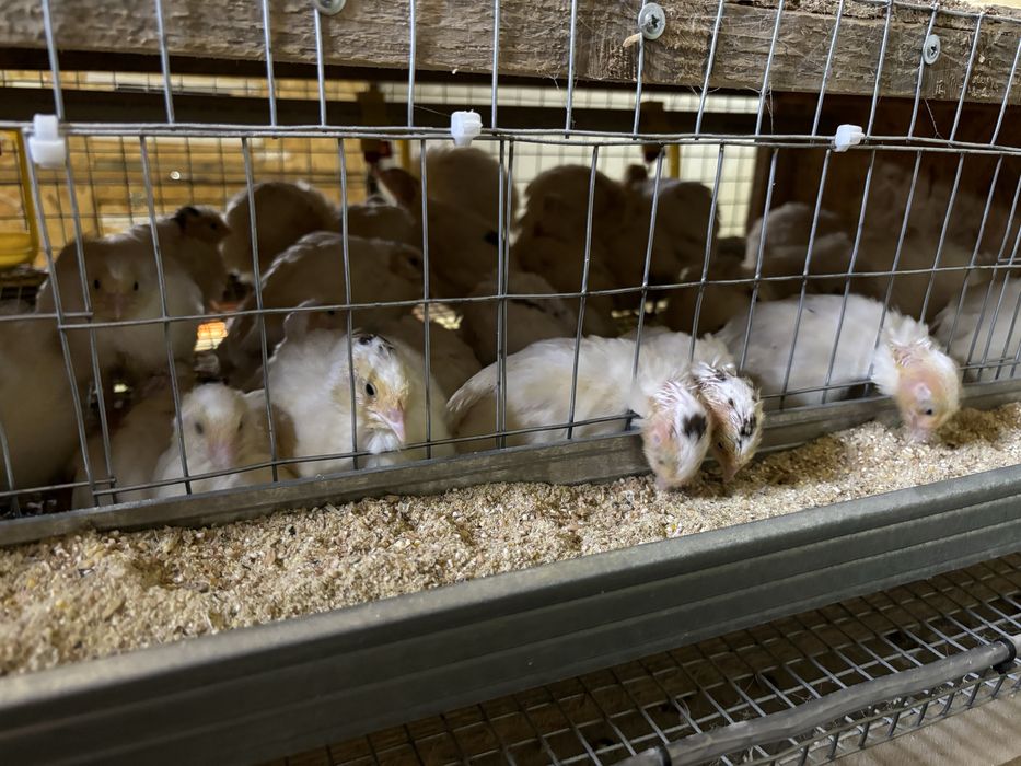 Перепілка несучка та  підрощені «техасець»