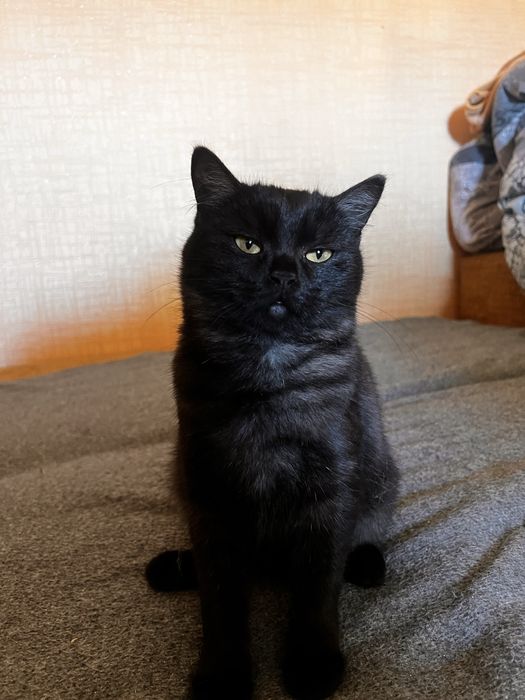 Котята тифанни ( кошка русская голубая , кот- шантильи-тифанни)