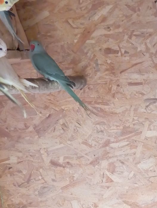 Aleksandrety obroża