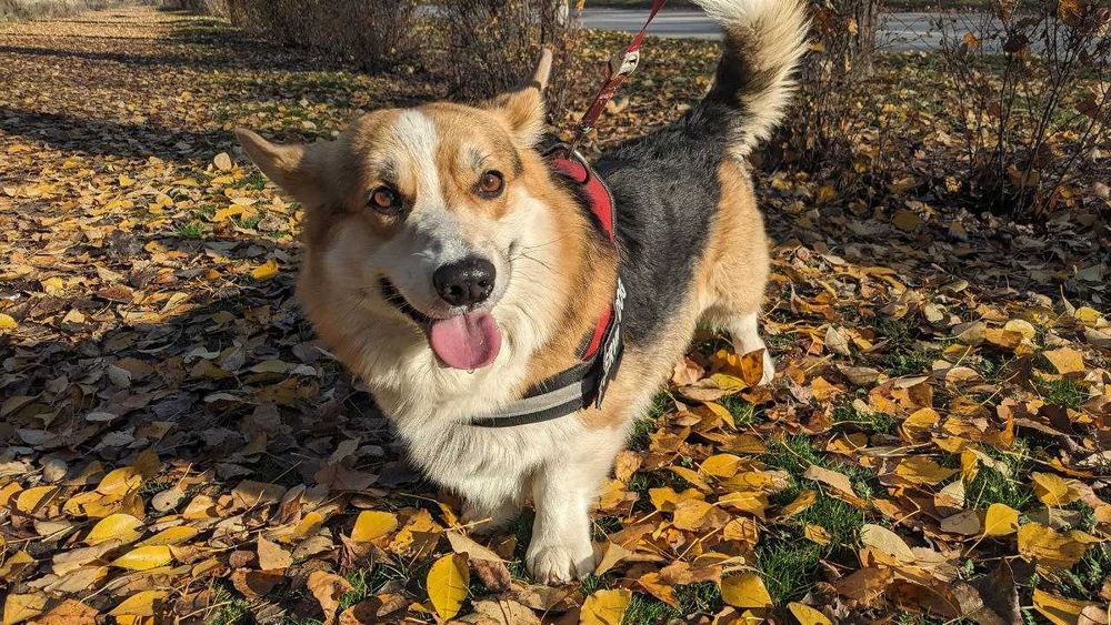 В'язка Вельш-Коргі Пемброк