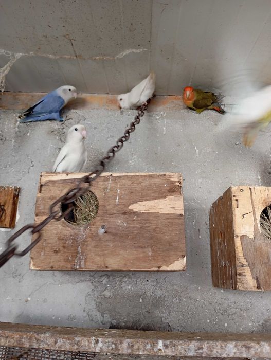 Vendo agapórnis de qualidade