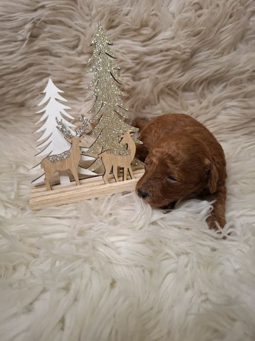 Pudel toy red - do rezerwacji