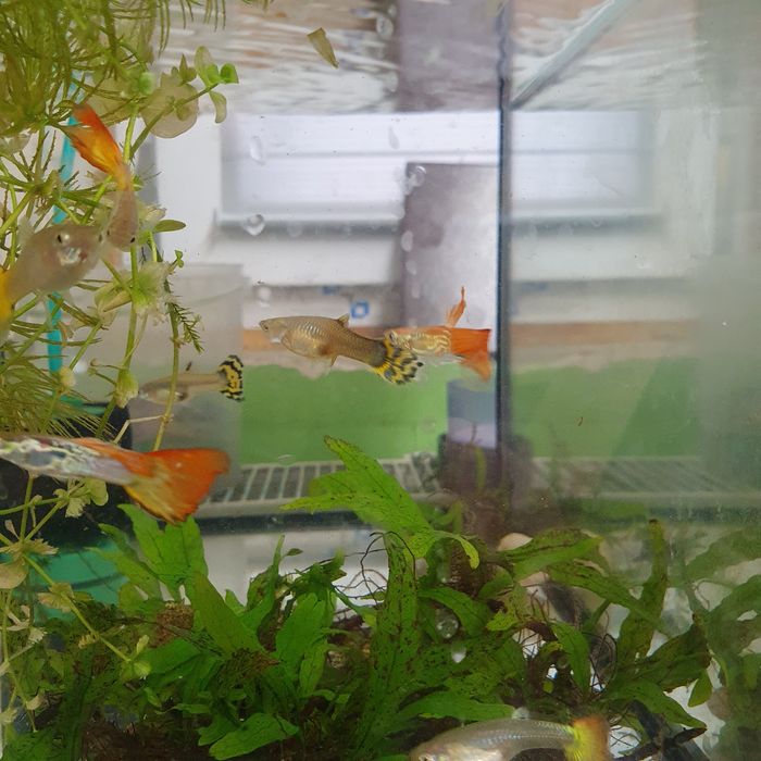 Rybki akwariowe Gupik