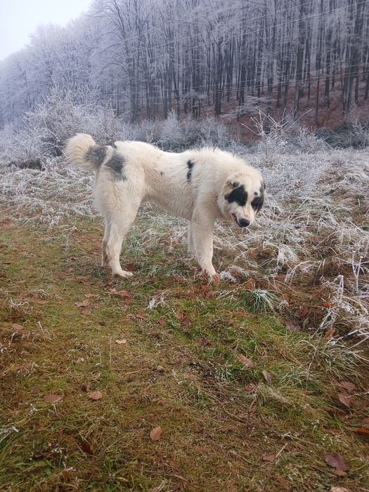 Кобель для вязки