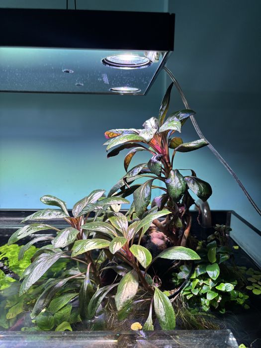 Lobelia - roślina akwariowa