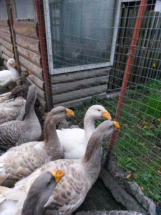 Продам гусей  породи Комогори (горбоносі).
