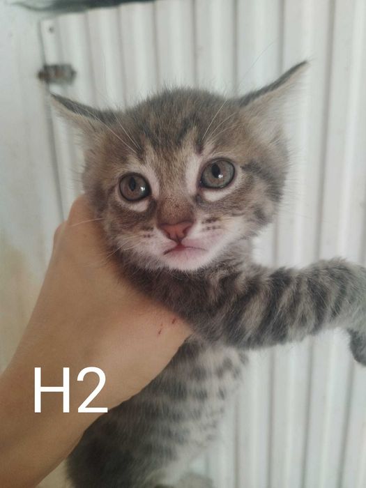 Gatinhos bebés machos para adoção