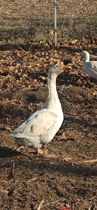 Гусята домашні..