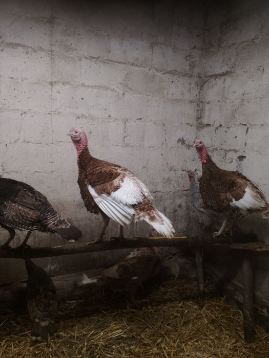 Zamienię indora z wiosny.