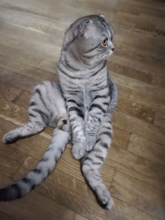 Шотландский кот приглашает на вязку