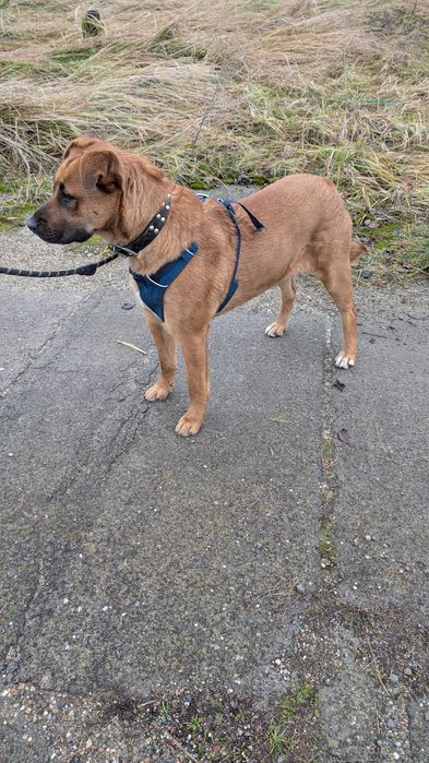 DODA - młoda, duża, wesoła suczka. Schronisko w Radlinie k. Jarocina