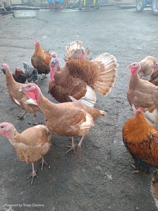 Індики, індички червоний бурбон!