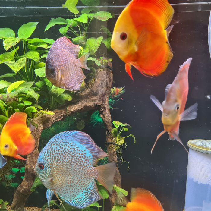 Aquario Grande Completo