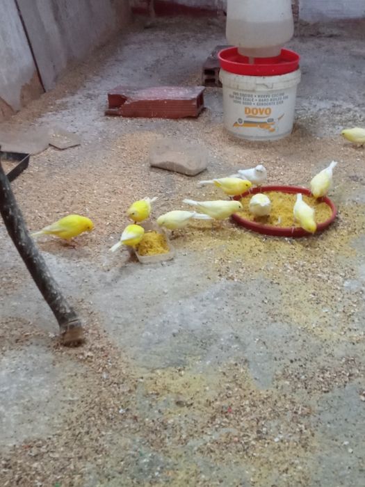 Canários amarelos