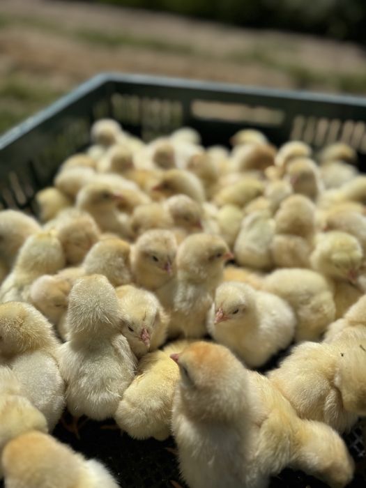 Бройлер суточный кобб 500