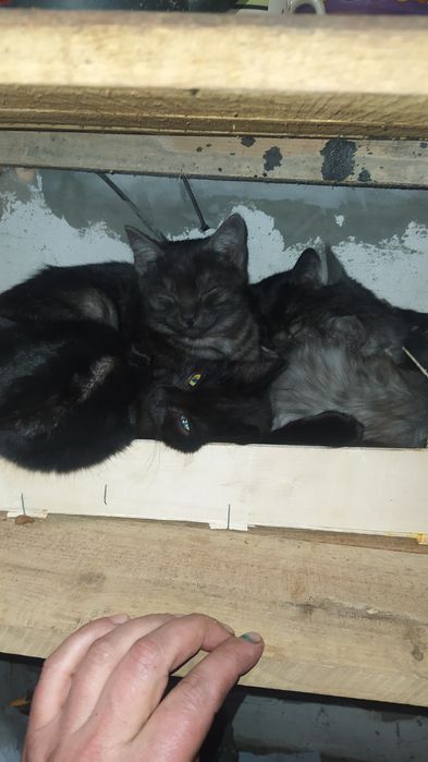 Отдам бесплатно в добрые руки котят