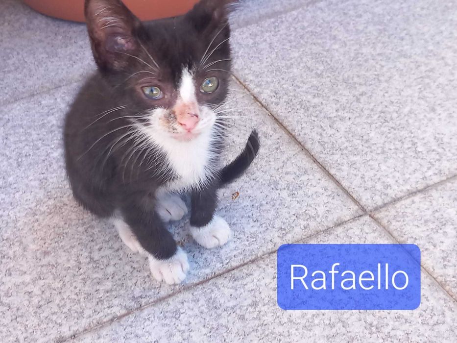 Gatinhos bebés para adoção