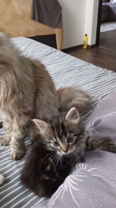 Кошенята безкоштовно
