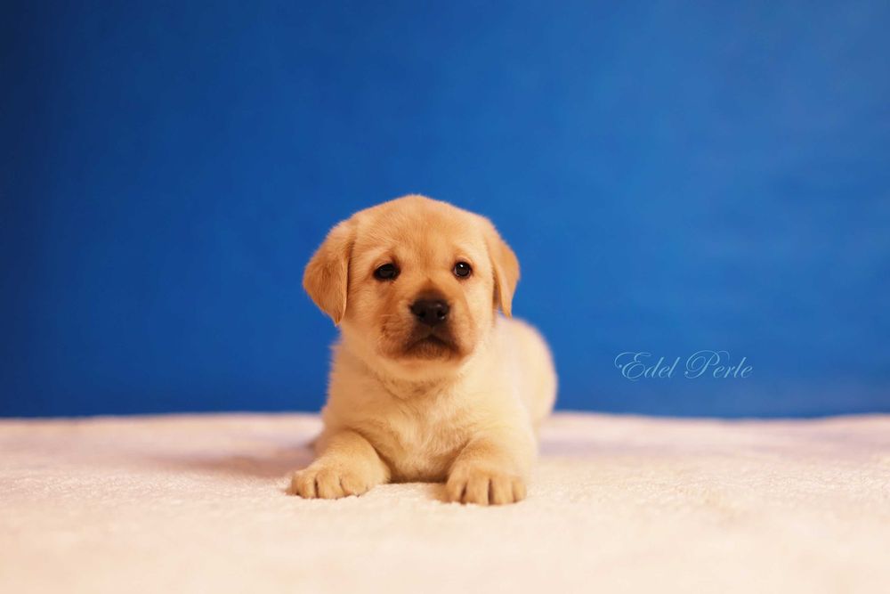 Labrador Retriever Piesek ZKwP FCI