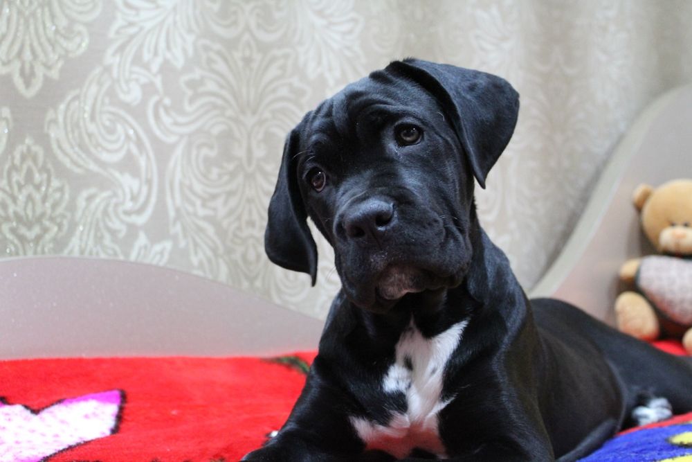 Цуценята кане корсо