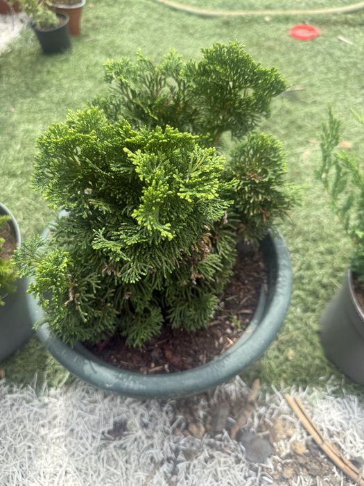 Planatas teopicais