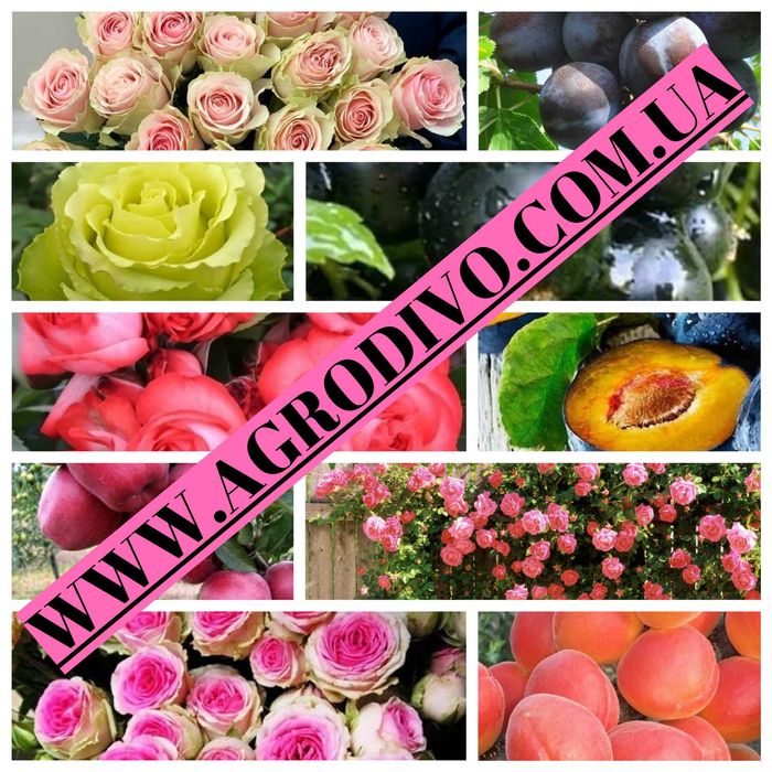 Продажа различных сортов роз, плодовых деревьев и кустарников.