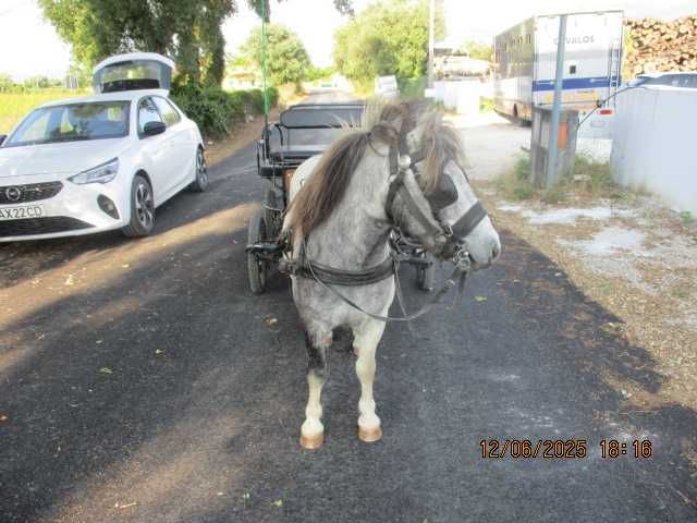 vendo pónei e charrete
