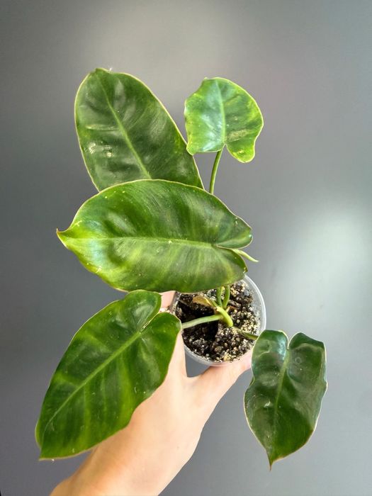 Продам Філодендрон Біллітай, melinonii, імперіал грін, міканс, малай