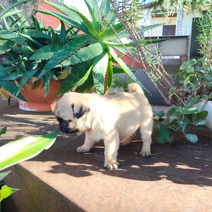 Pug Carlin com Lop