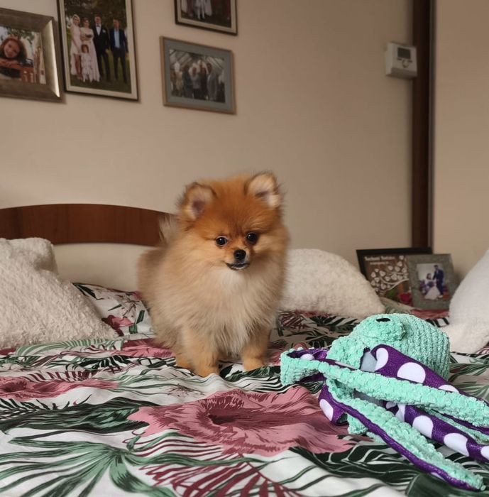 Szpic miniaturowy pomeranian