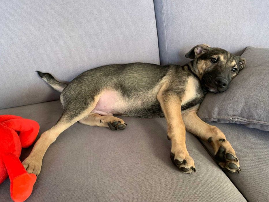 Frodo pogodny i czuły szczeniak