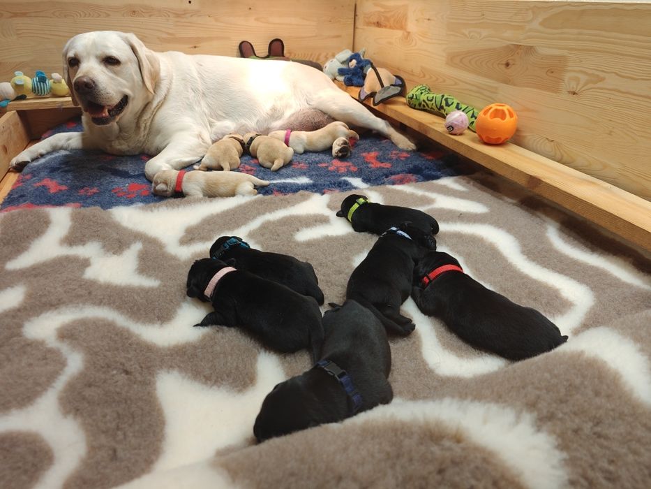 Labrador Retriever Suczka Związek Kynologiczny w Polsce