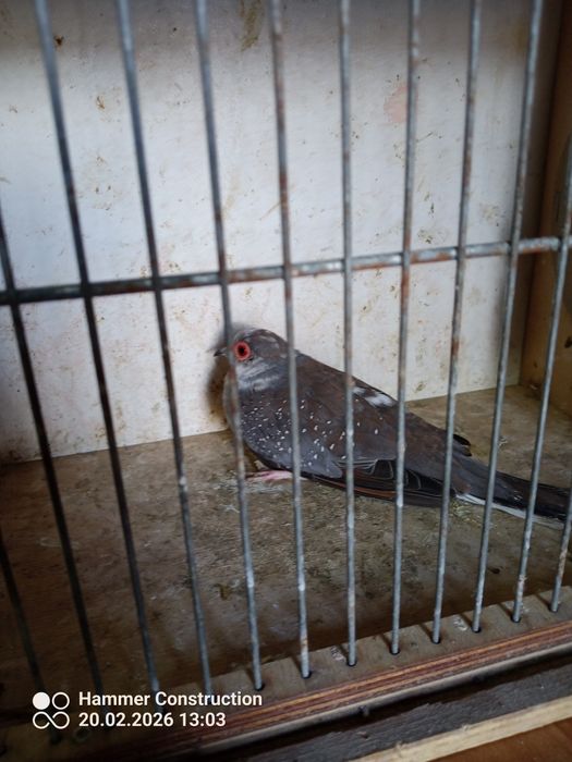 Sprzedam samca młodego gołąbka diamentowego szeka