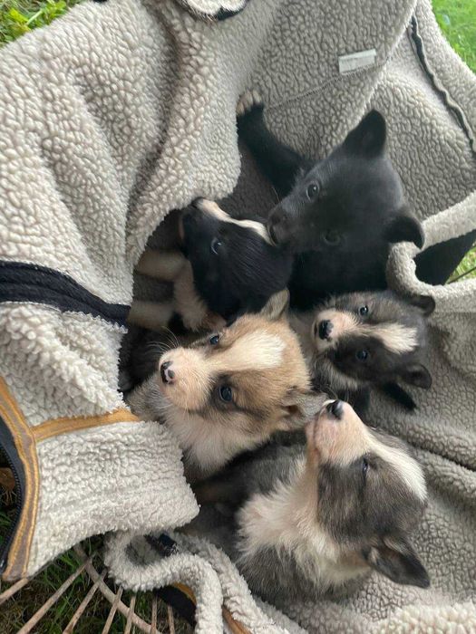 Віддам цуценят у добрі руки